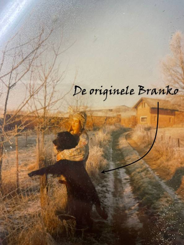 Branko - goudbronzen kanjer