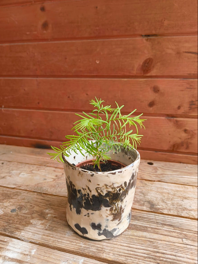 Sam - gevlekte pot
